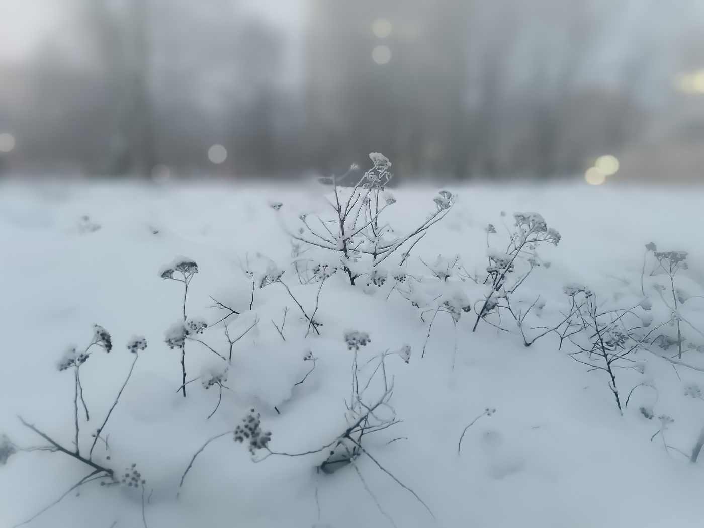 Winternebel