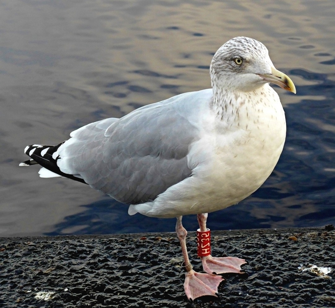 SEAGULL