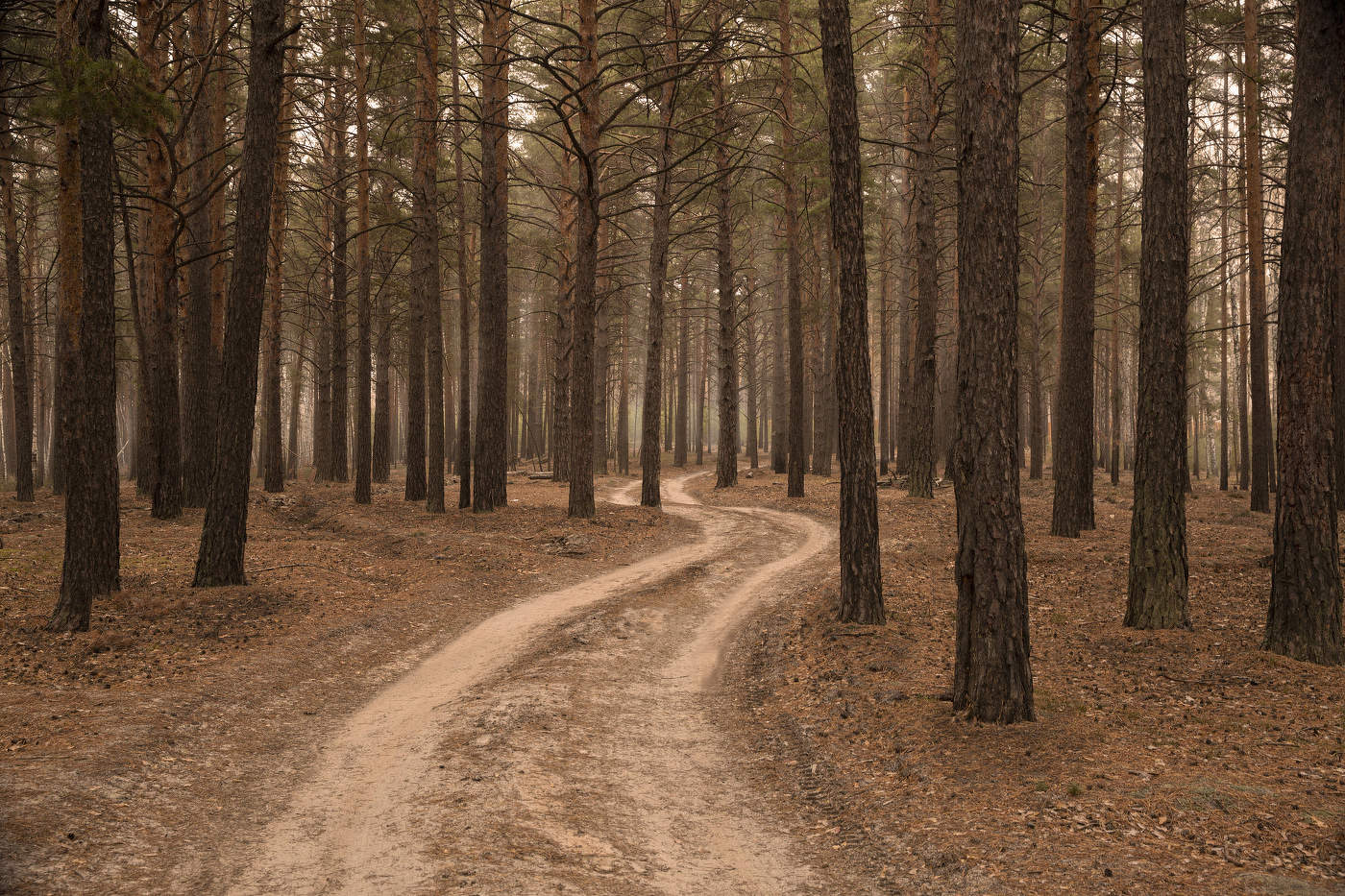 in den herbstlichen Wald