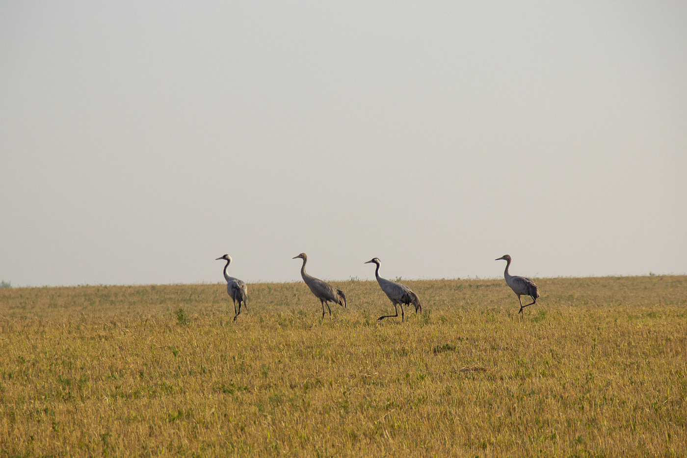 Cranes