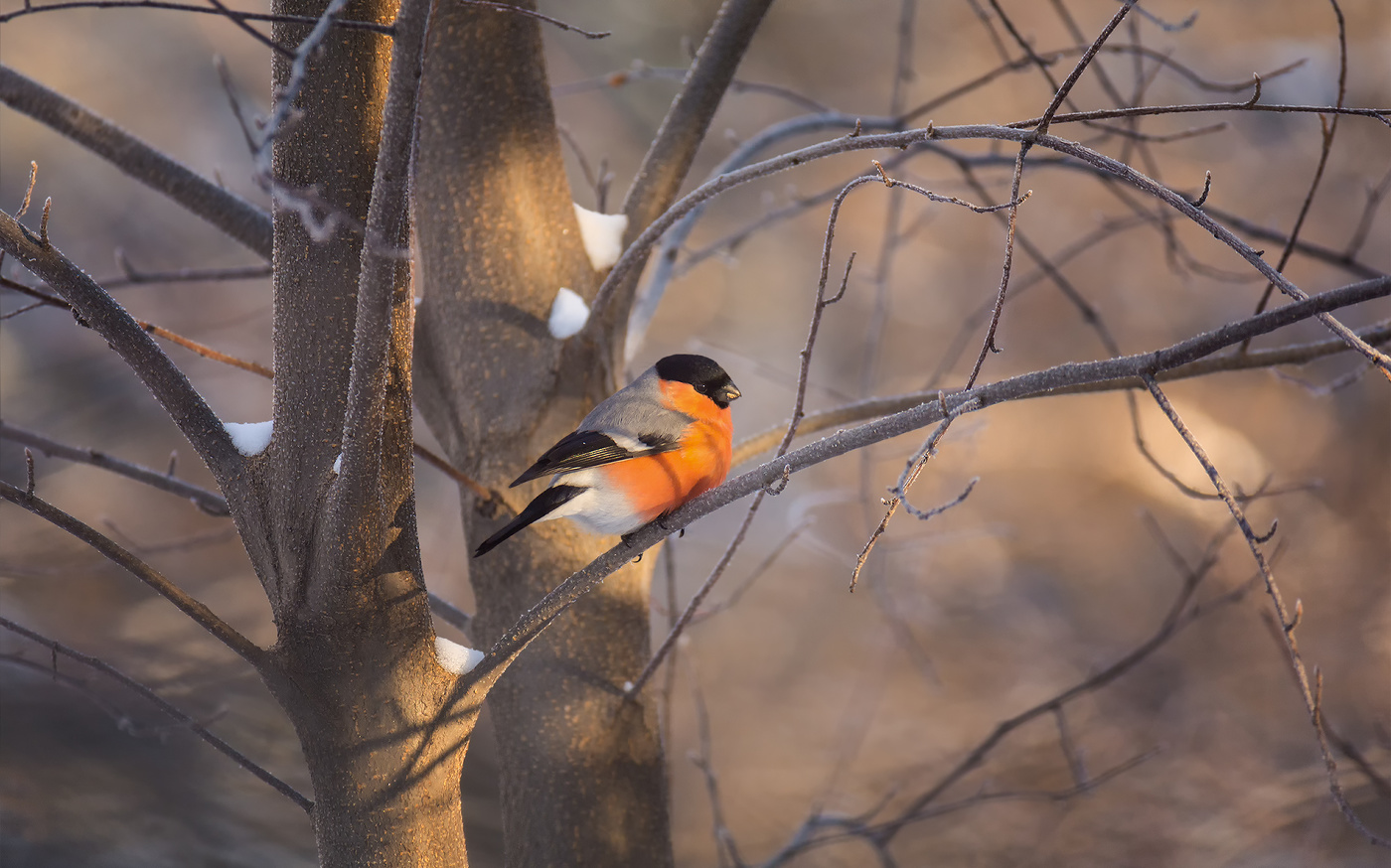 In Erwartung des Frühlings ..
