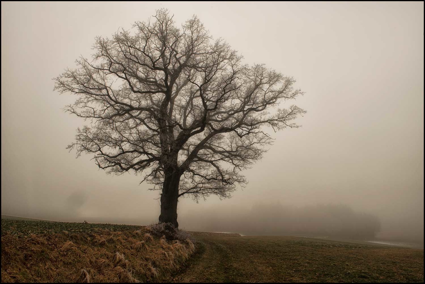 Die Eiche im Nebel