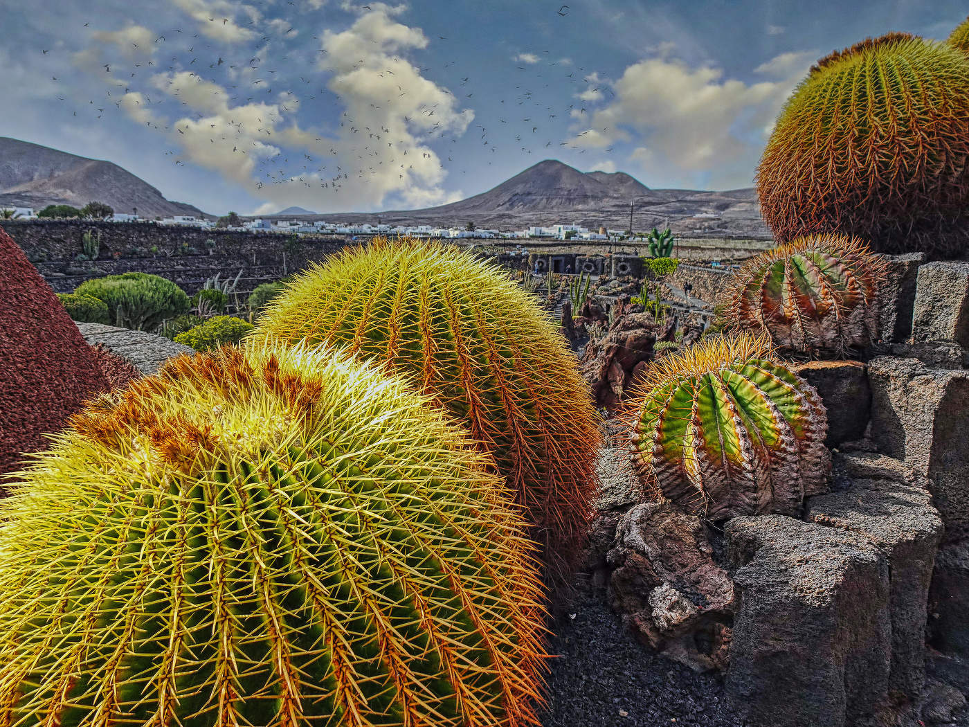 JARDIN DEL CACTUS - LANZAROTE