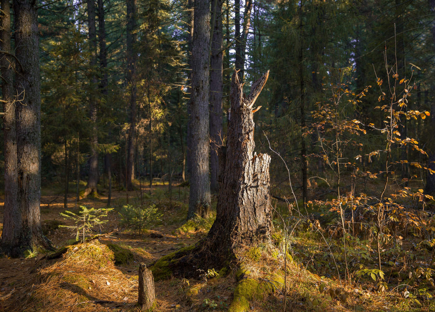 In Erinnerung an die Herbst