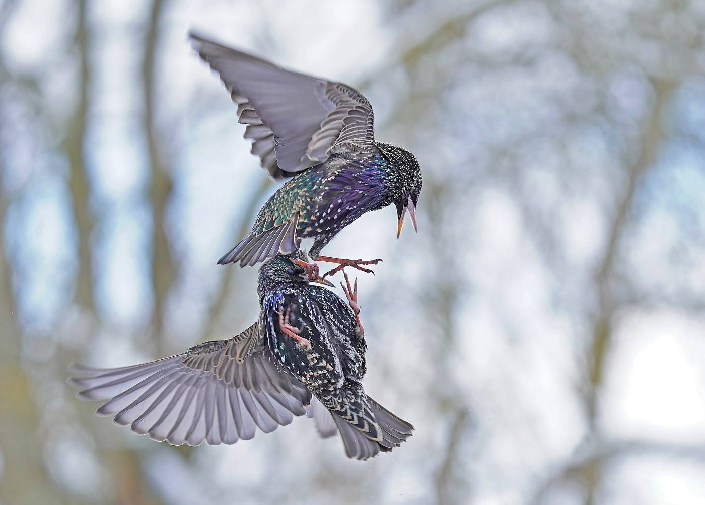 Halt deinen Schnabel...
