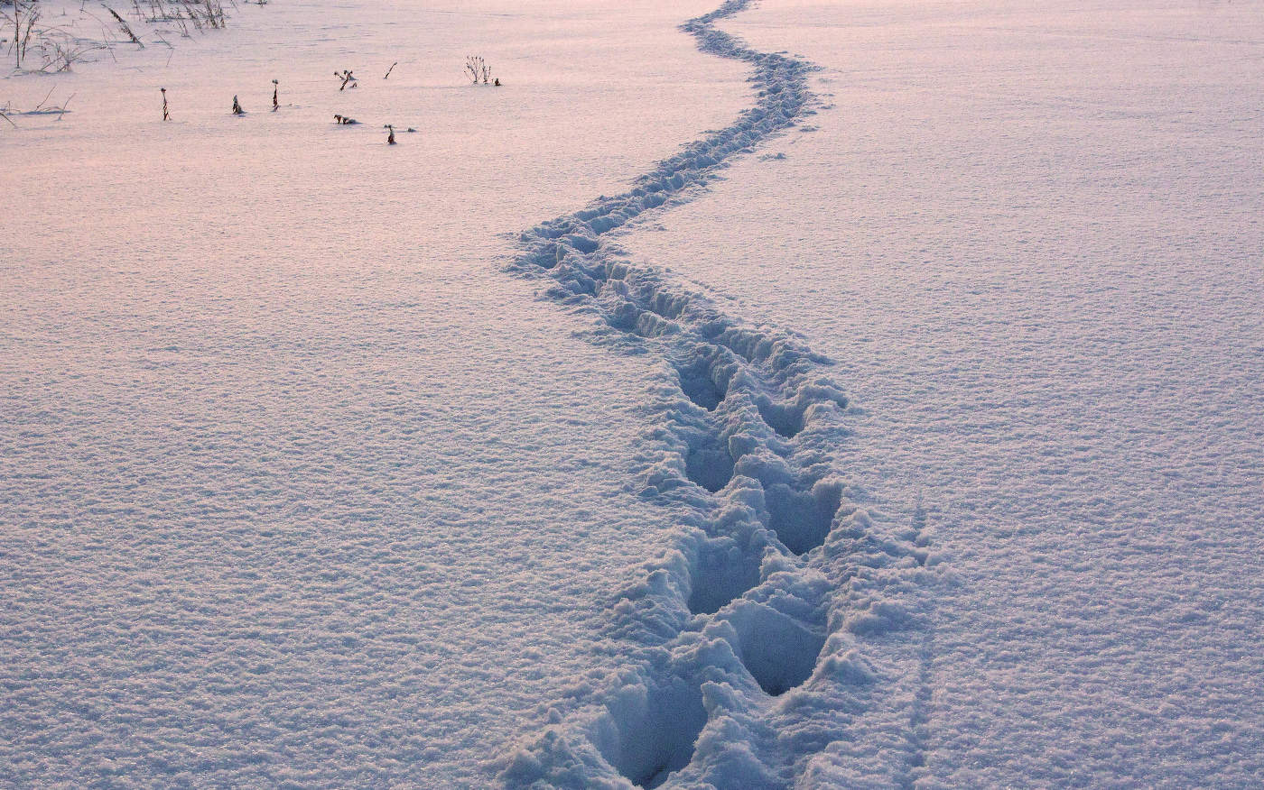 Neu gefallener Schnee