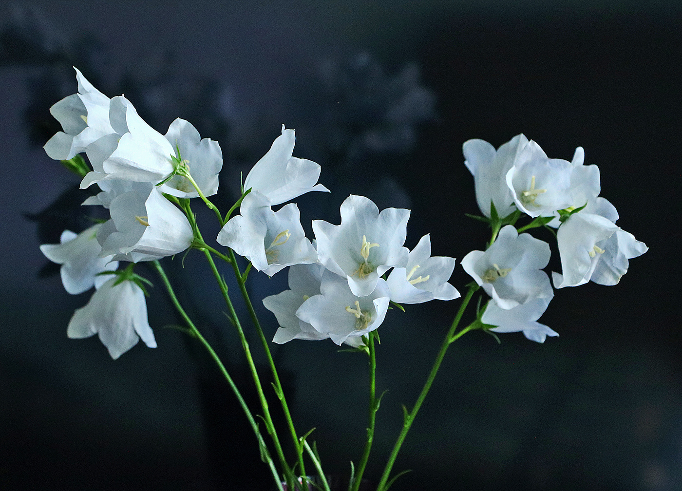 Glocken sind meine ...