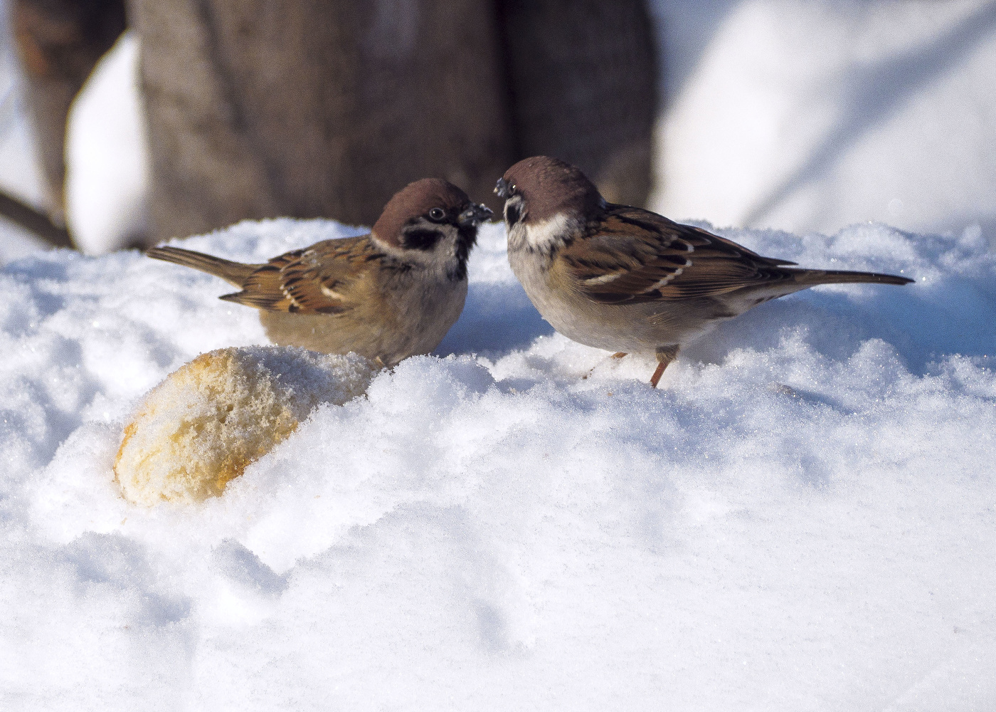 Sparrows