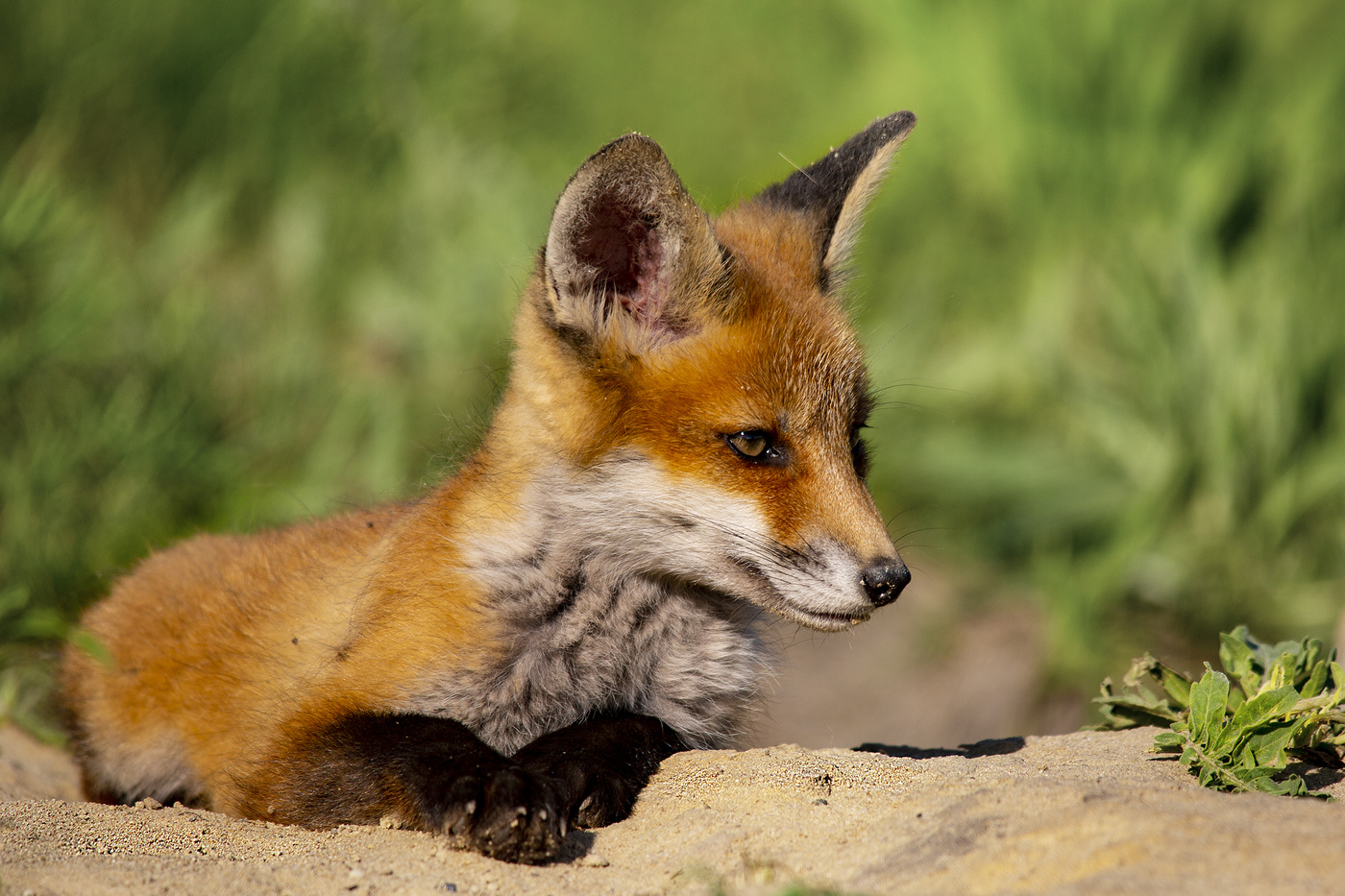 Ich war in der Sonne liegen