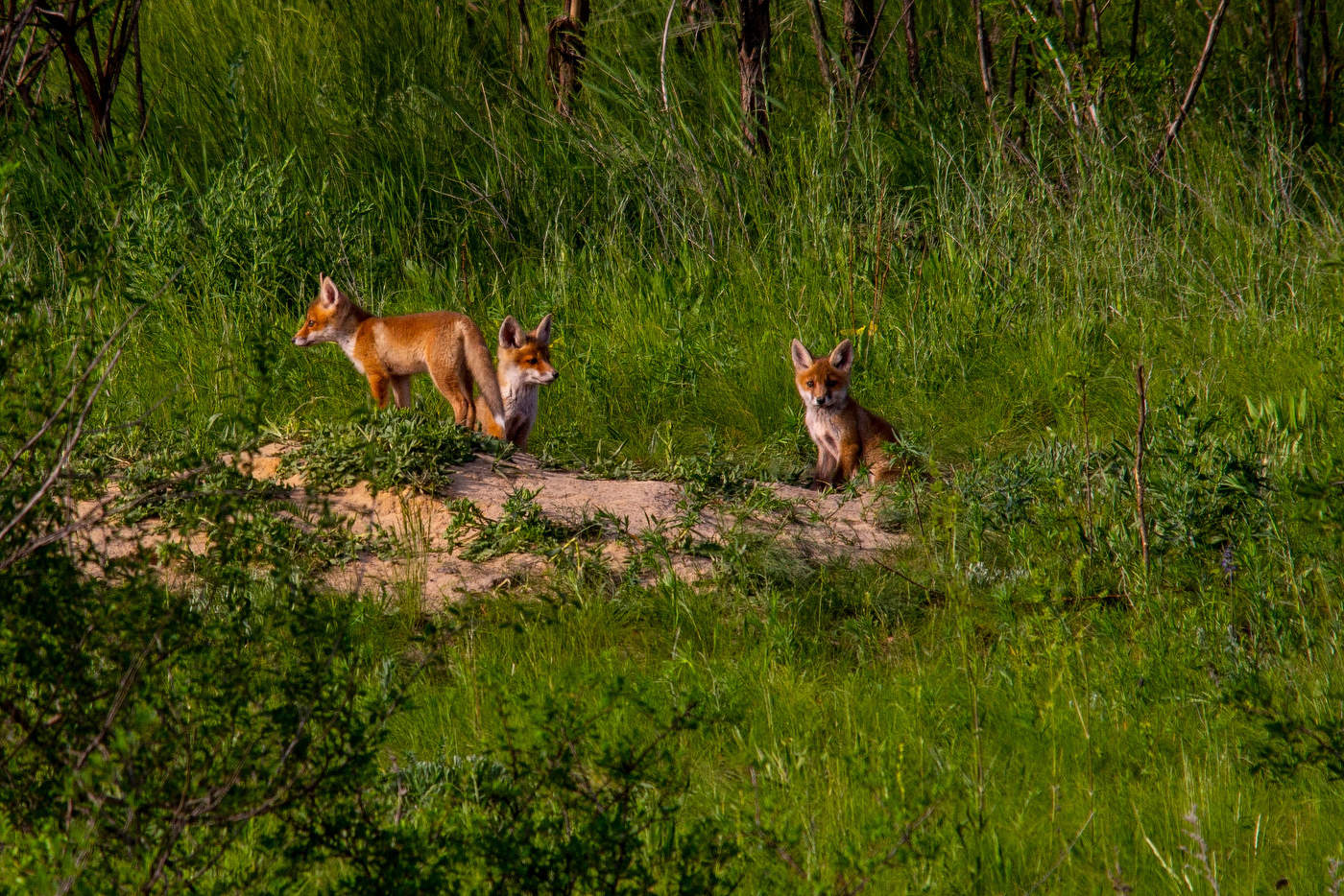 Die erste Bekanntschaft