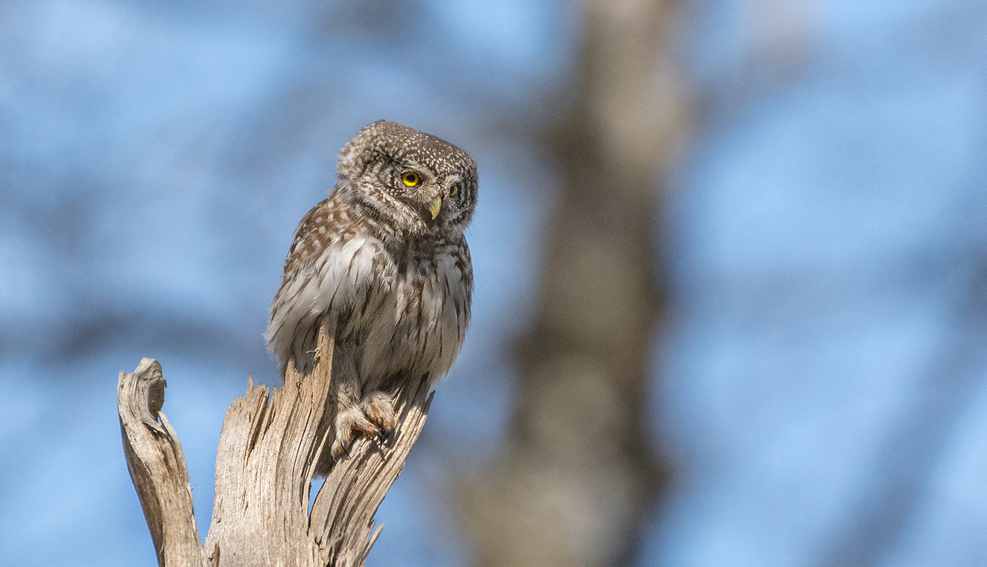 hoch sitzend - wegsehen ...