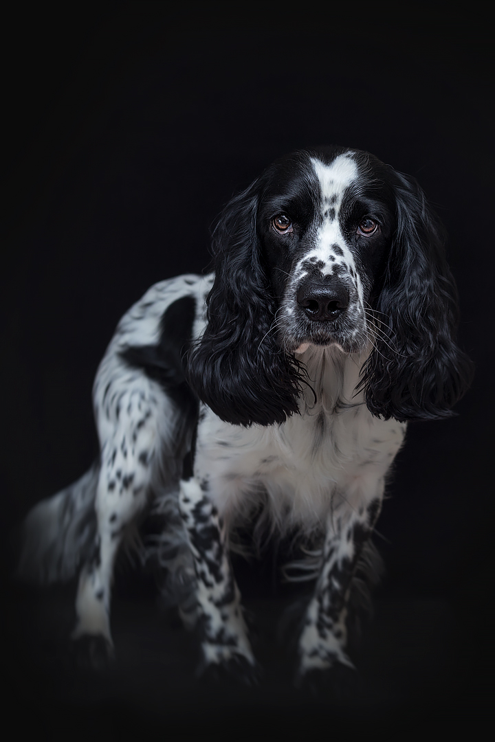 Spaniel