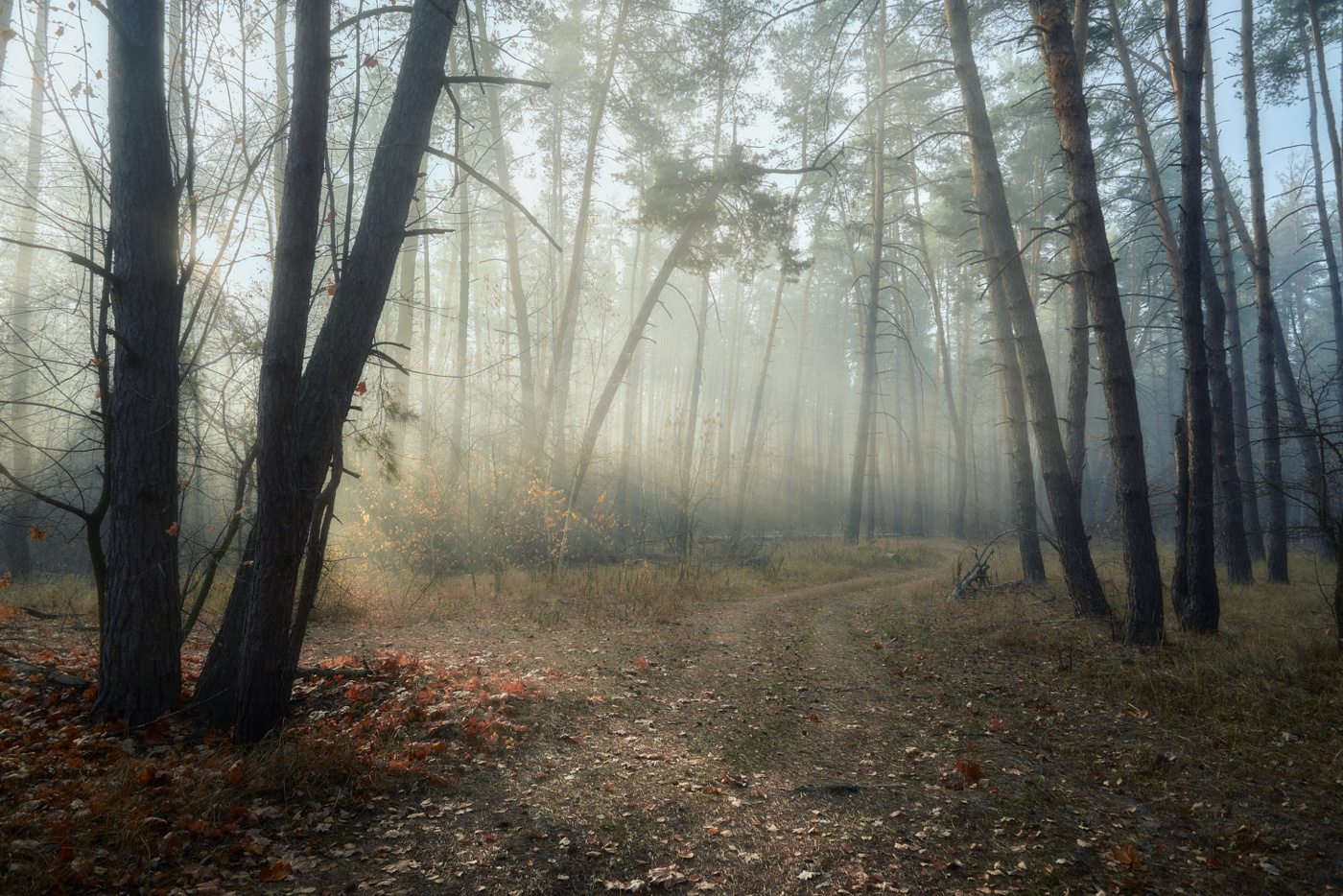 Morgen in den herbstlichen Wald