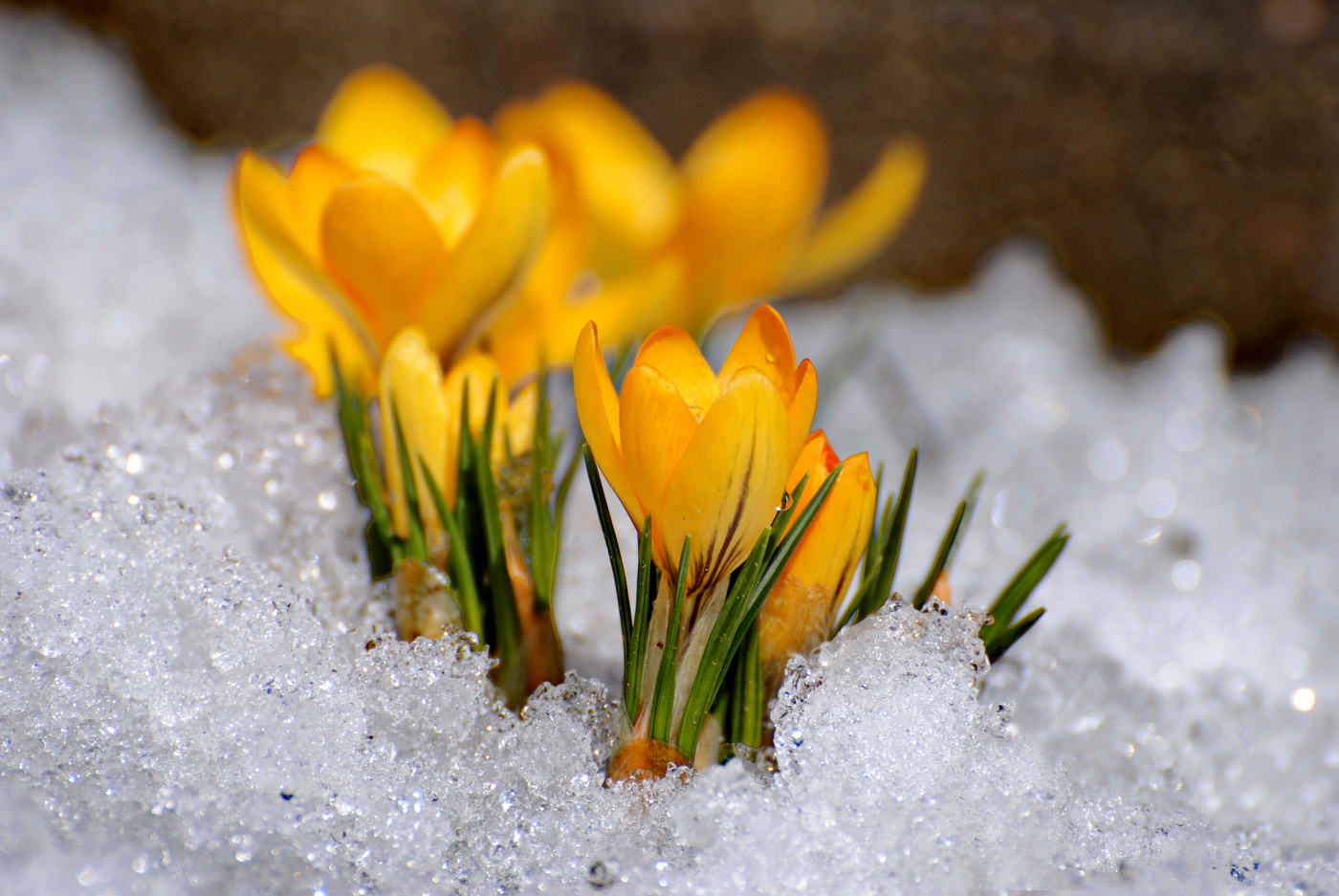 Weg, um den Frühling!
