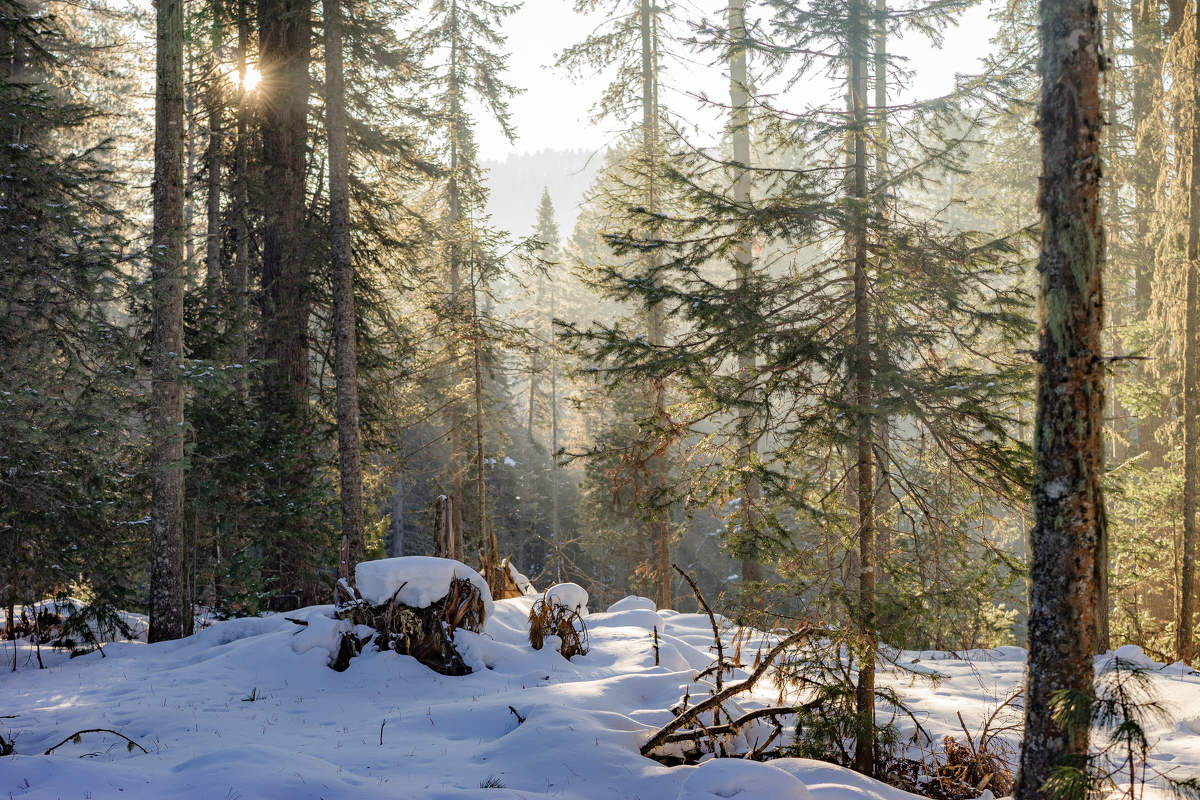 Forstwirtschaft Morgen