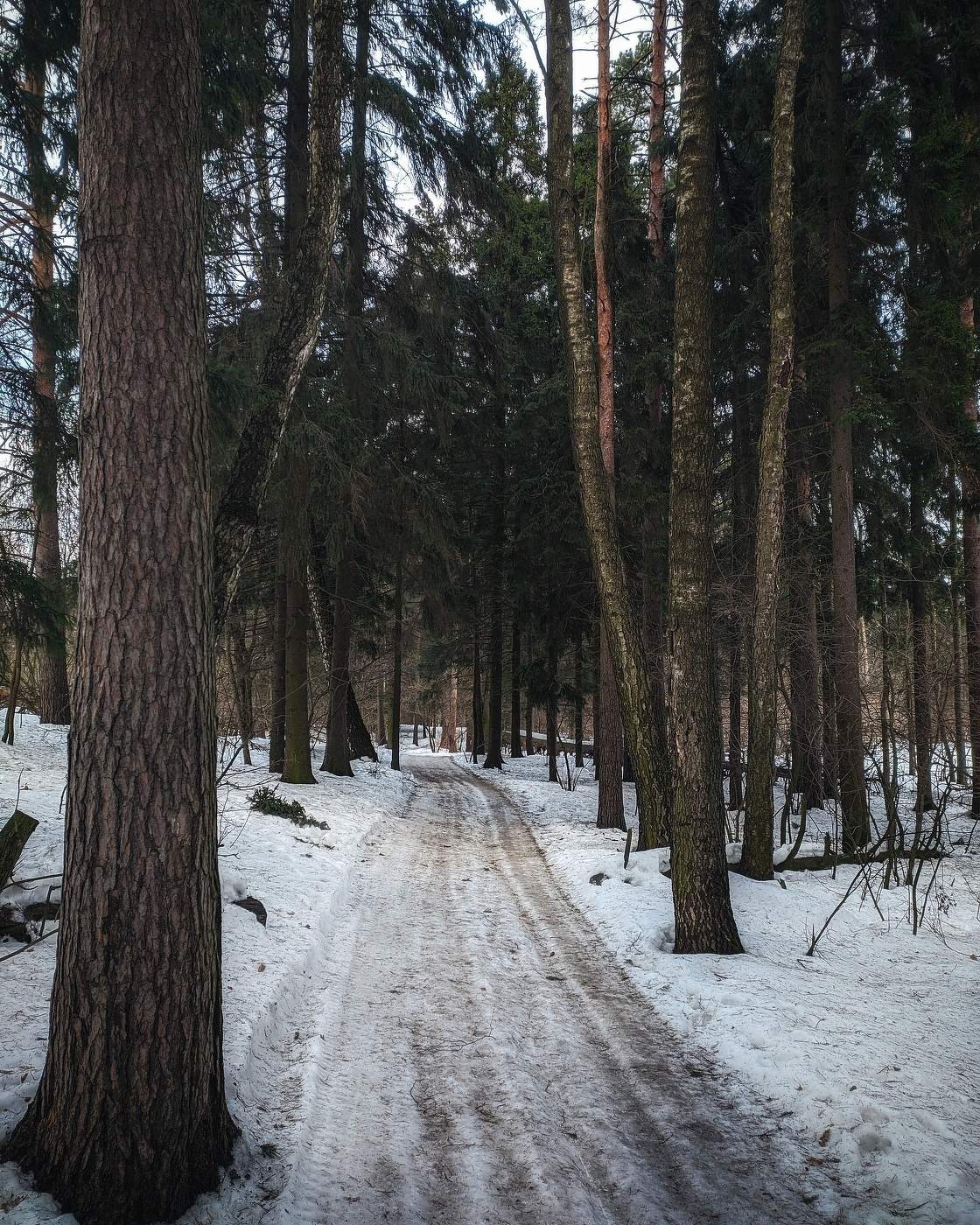 Winterwald
