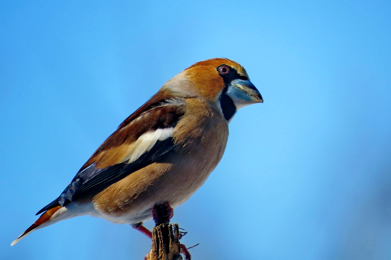 Grosbeak