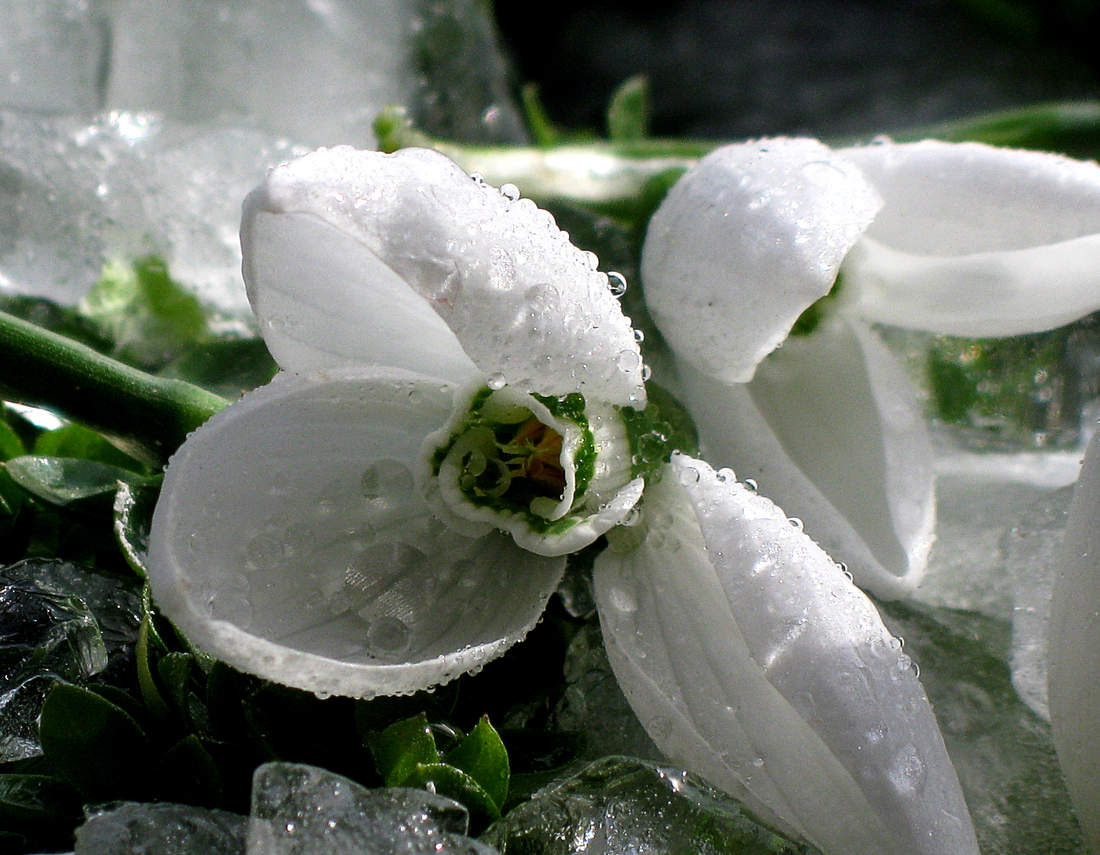 Schneeglöckchen
