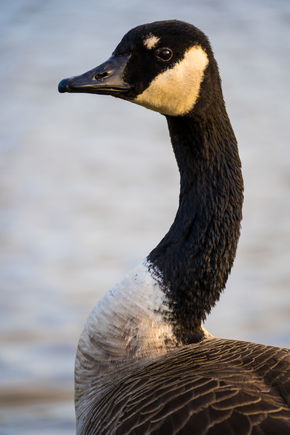 Canada goose
