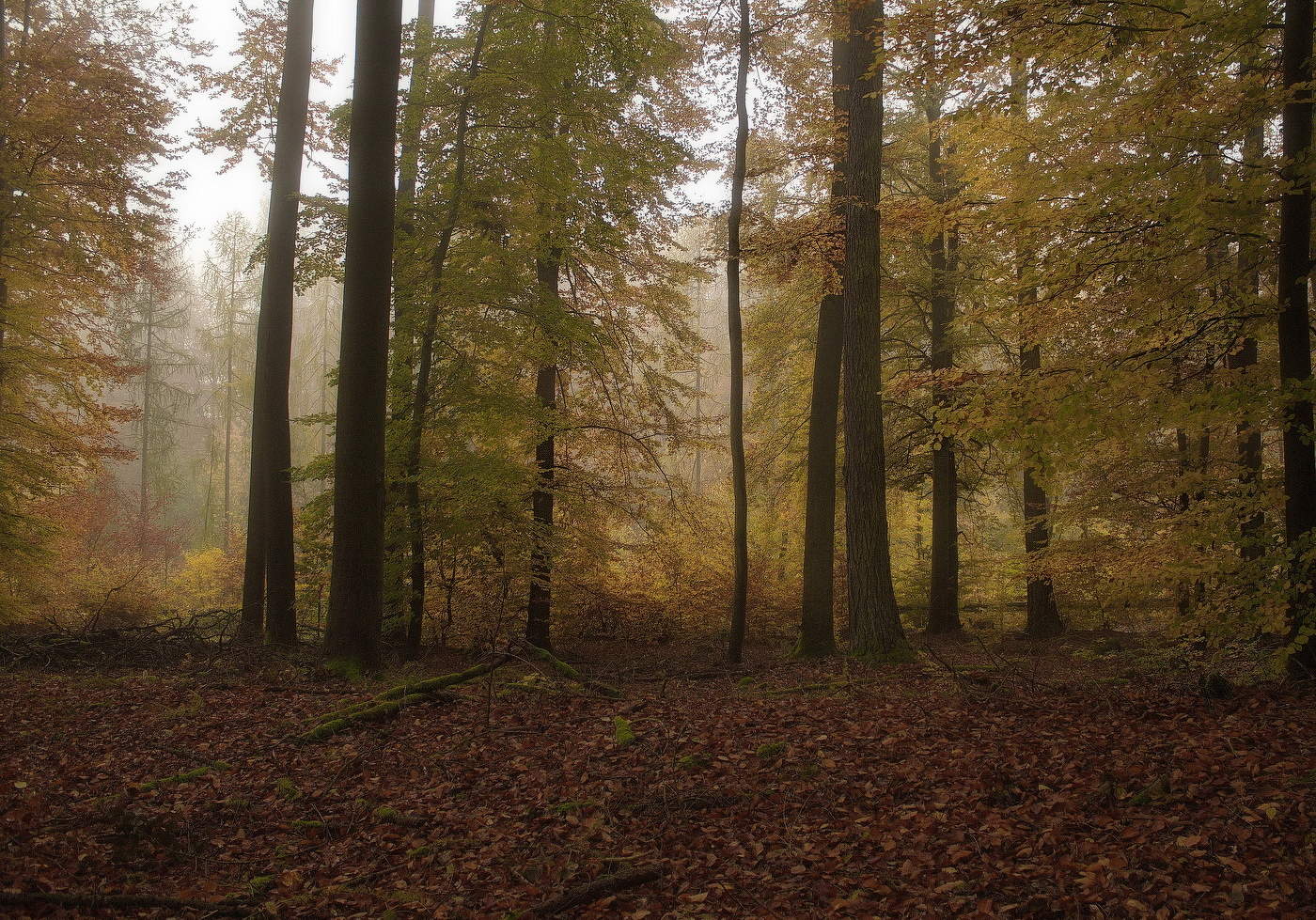Morgen in den herbstlichen Wald