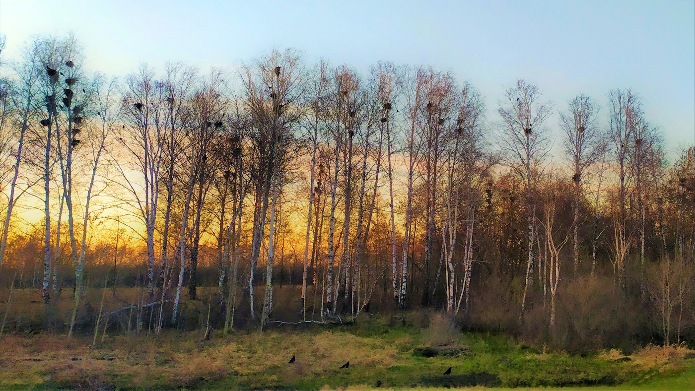 Die Saatkrähen sind angekommen