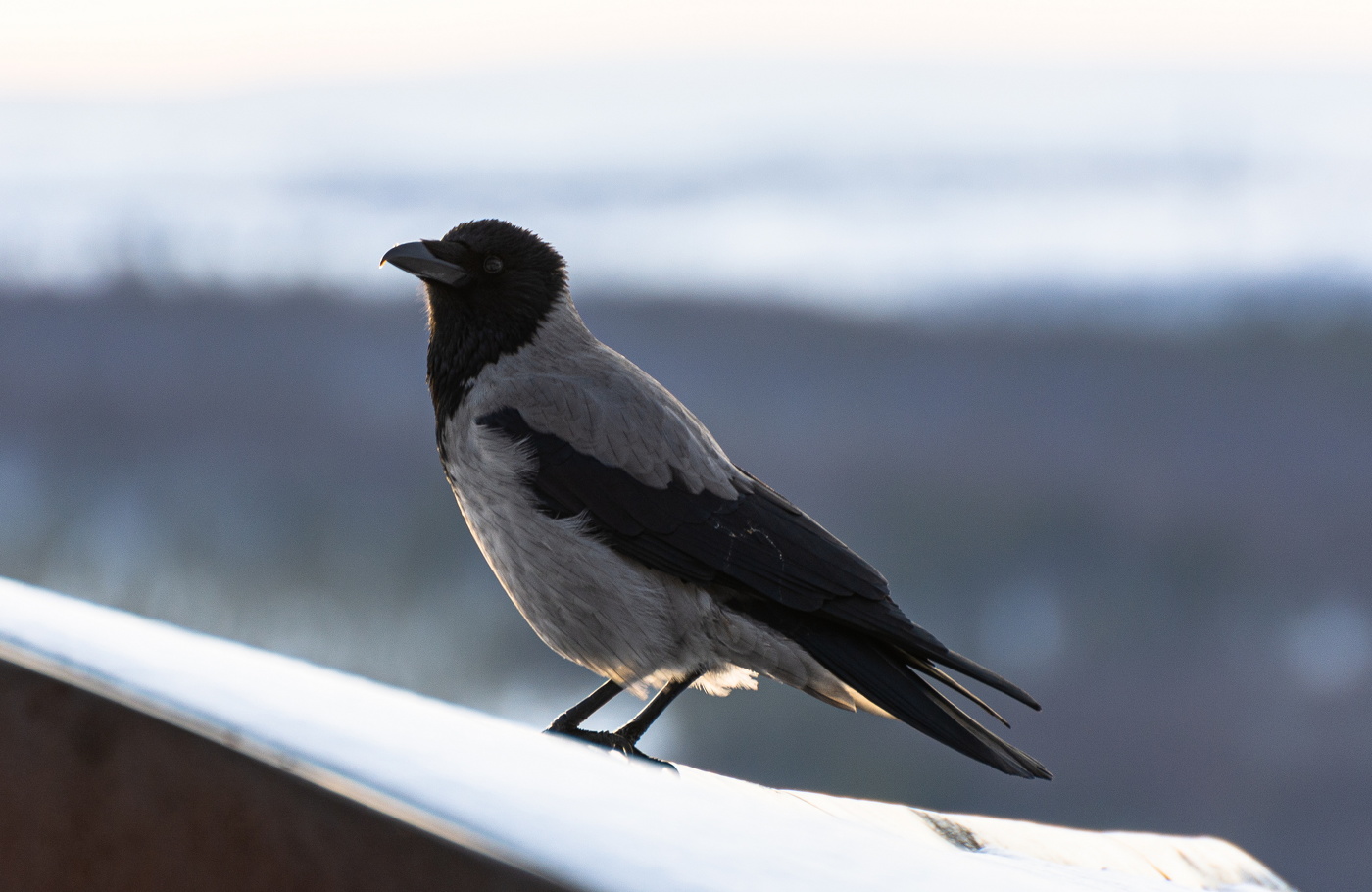 An der Frühlingssonne