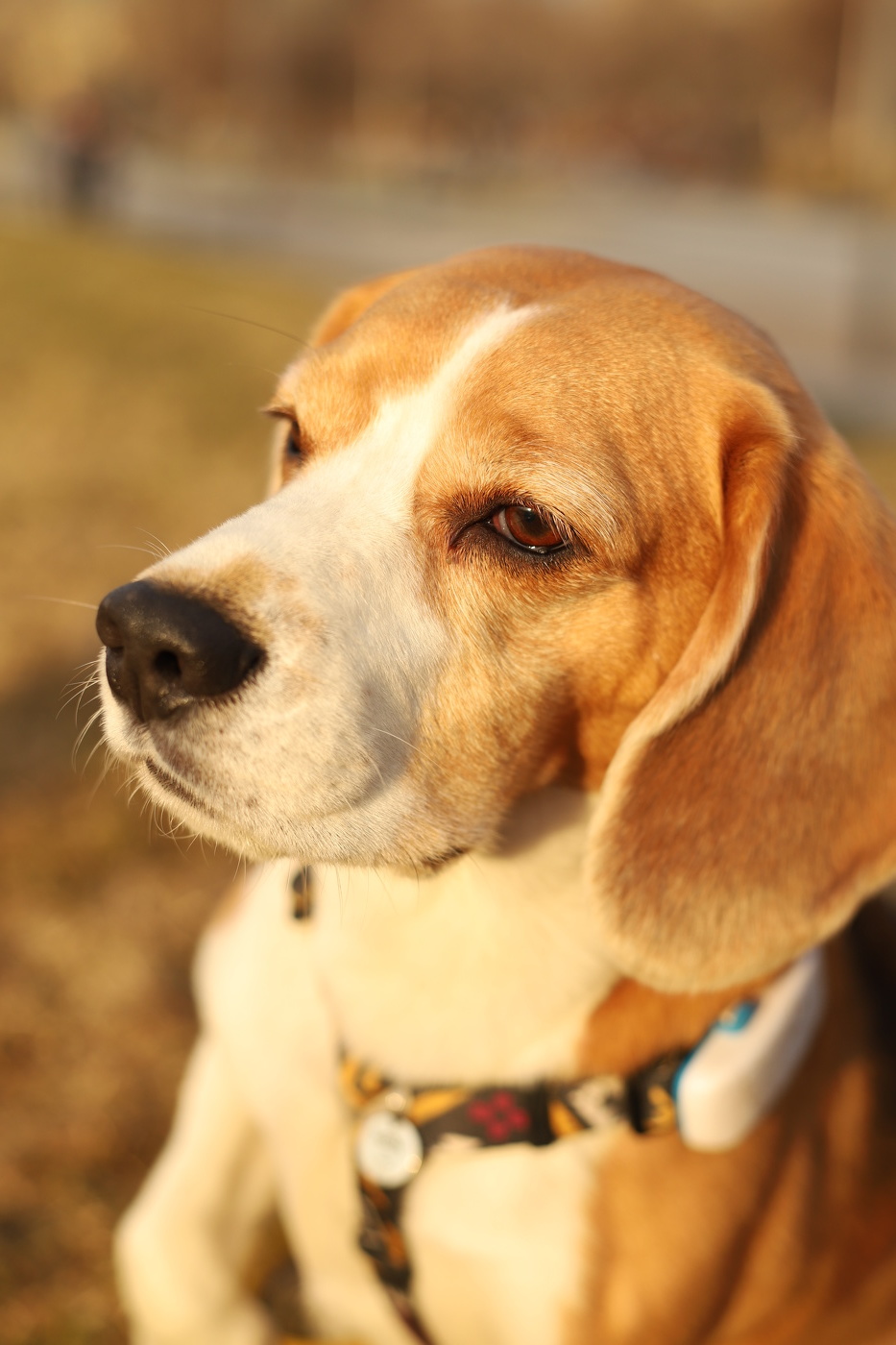 Portrait auf einer Speicherkarte