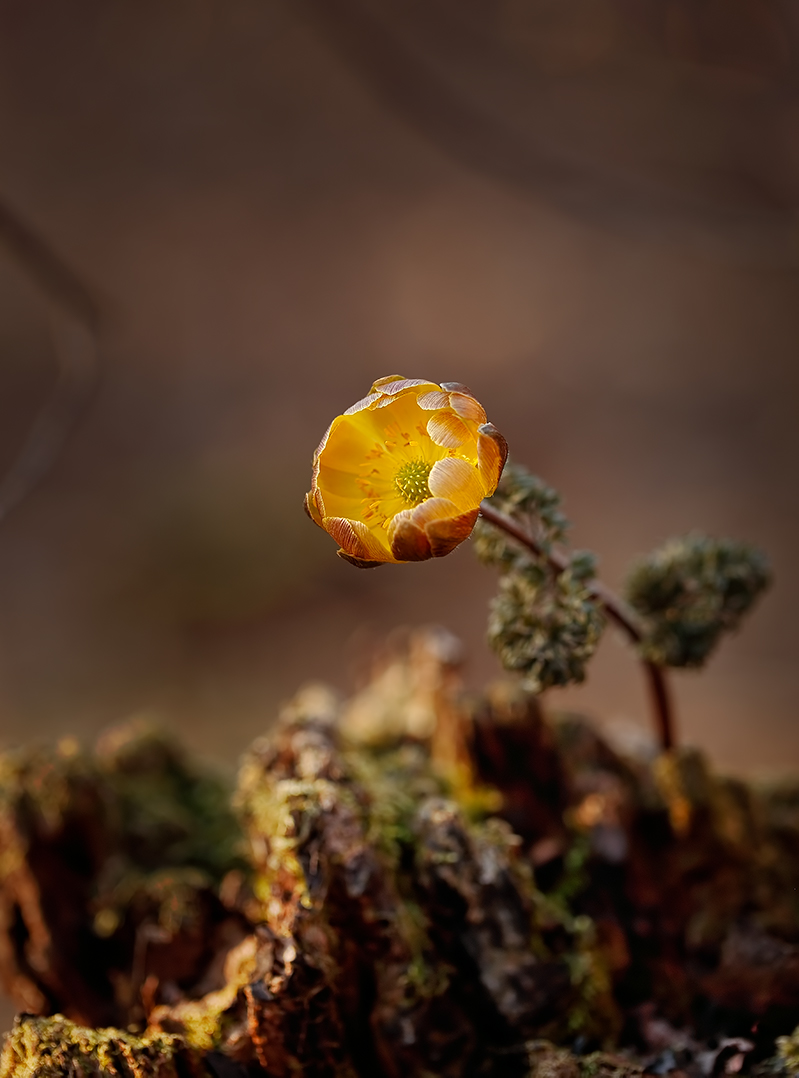 Herold des Frühlings