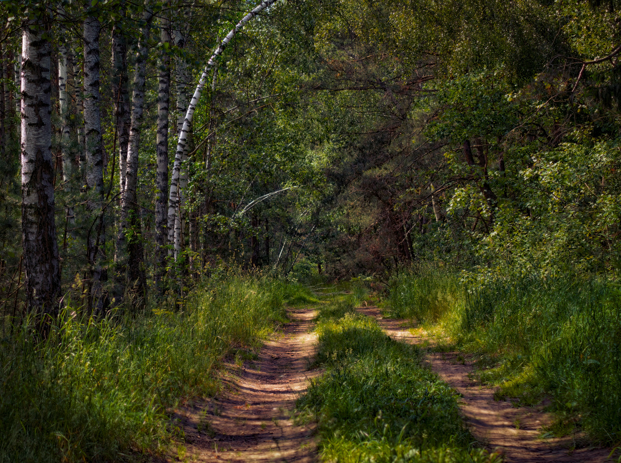 Über den Sommer in den Wäldern