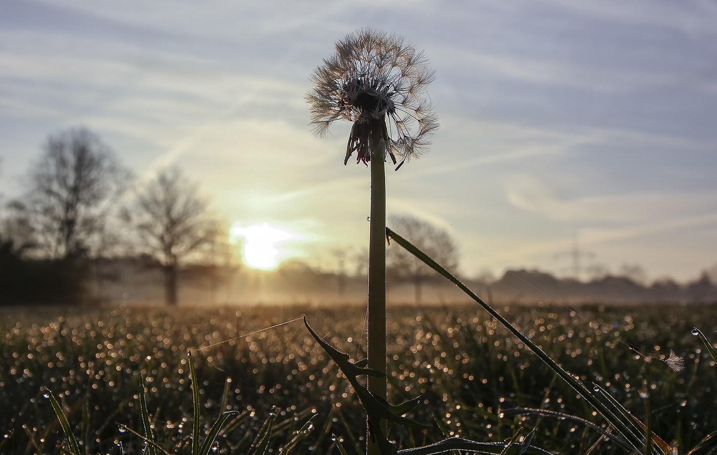 Taraxacum