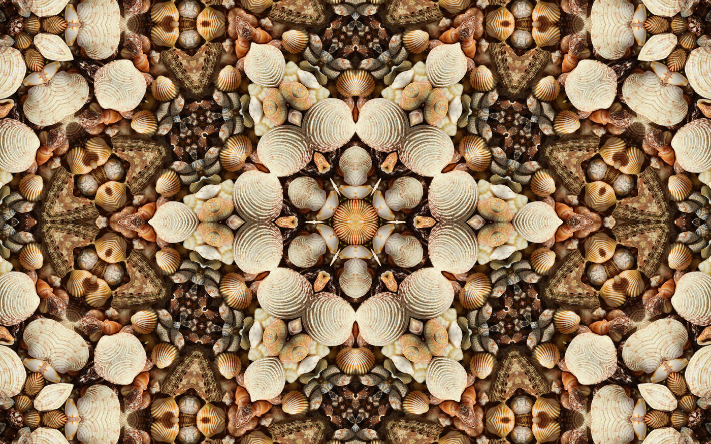 Seashell kaleidoscope