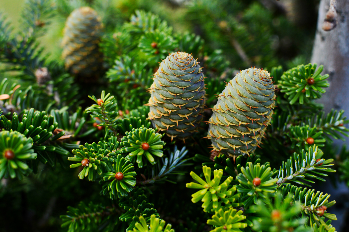 Korean fir