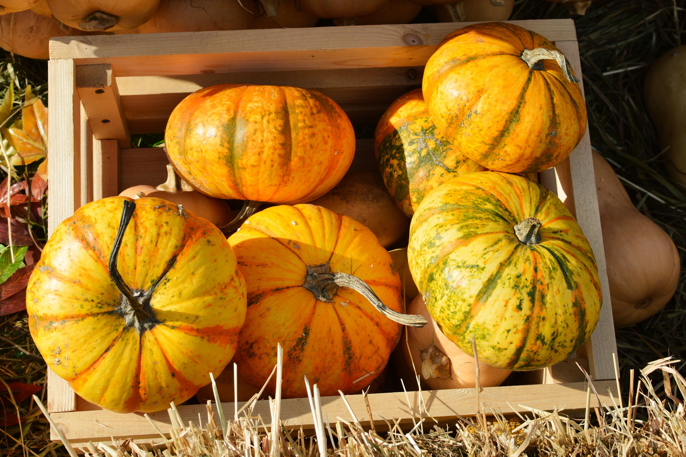 Autumn pumpkins