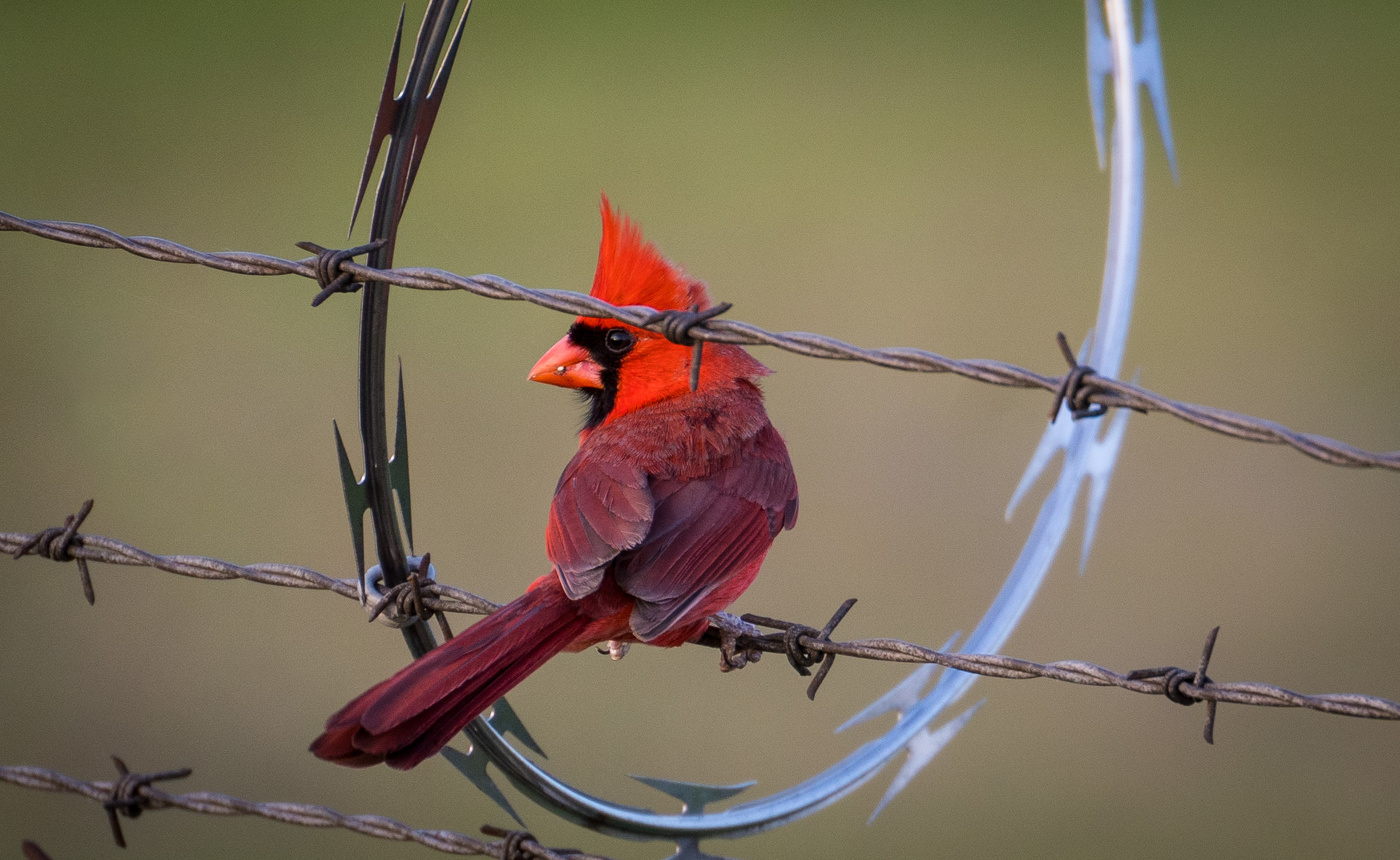 Red cardinal