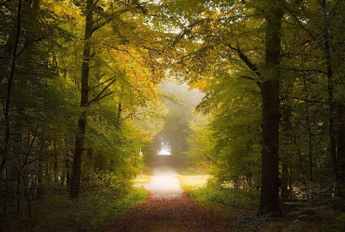 In der nebligen Dunst