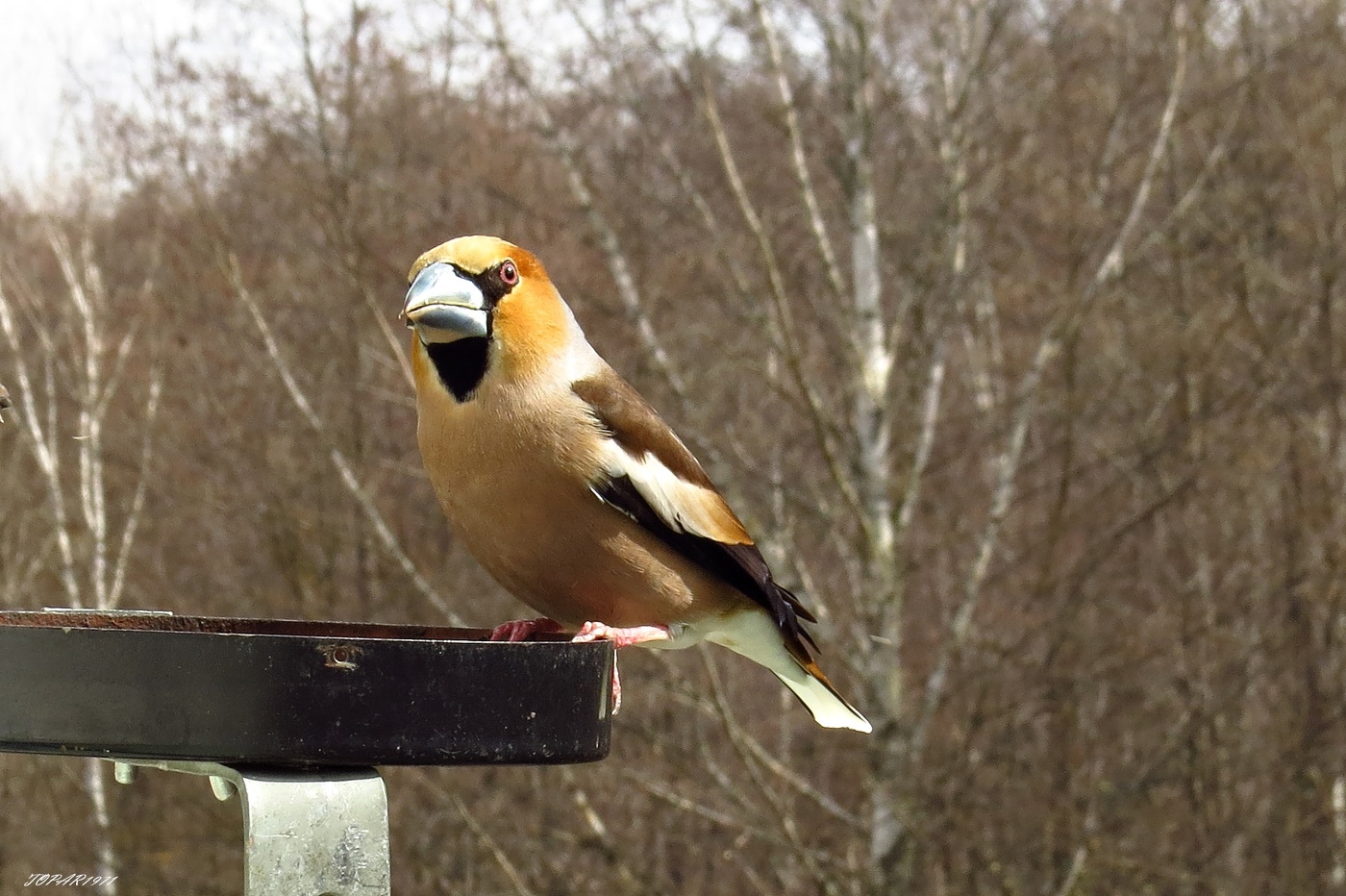 Grosbeak