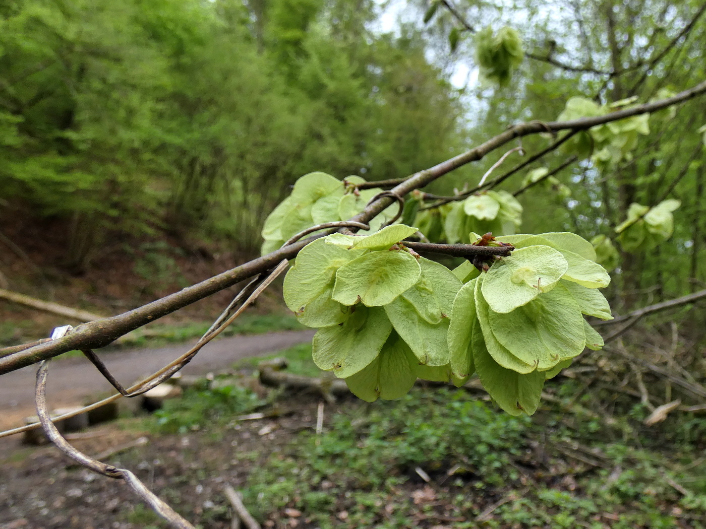 Die Früchte der Ulme