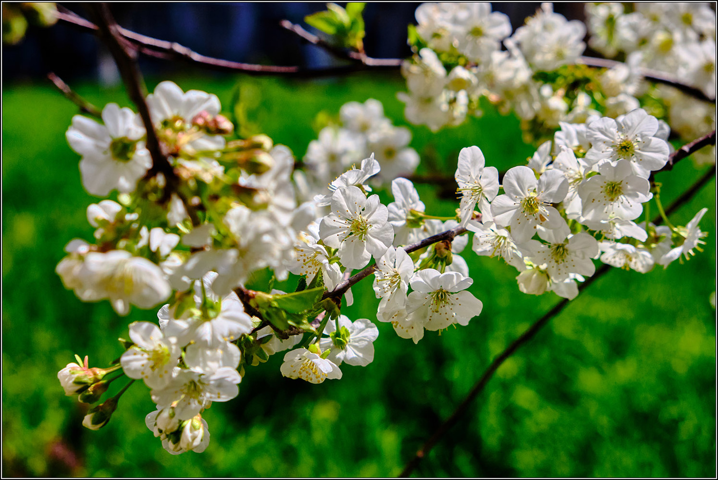 Blütezeit.