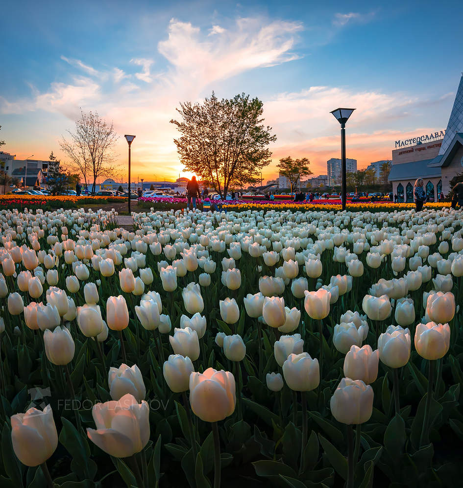 Tulips at sunset