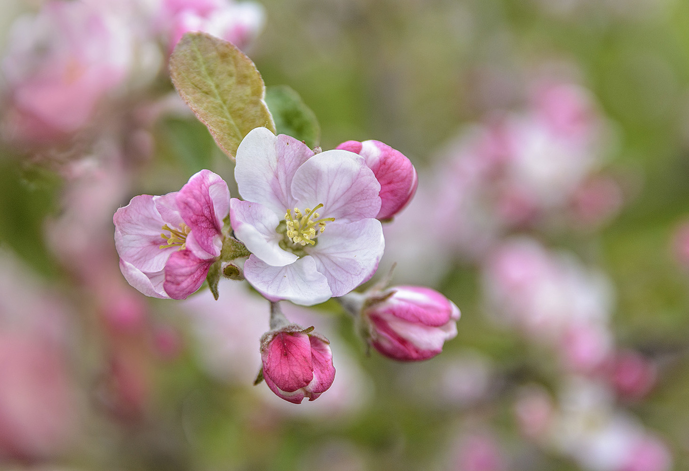 Apple tree flowers