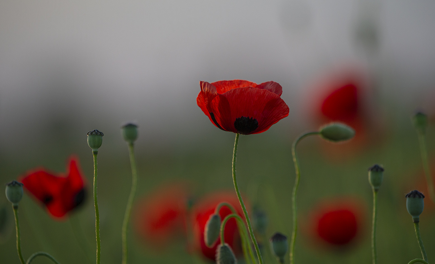 Mohn