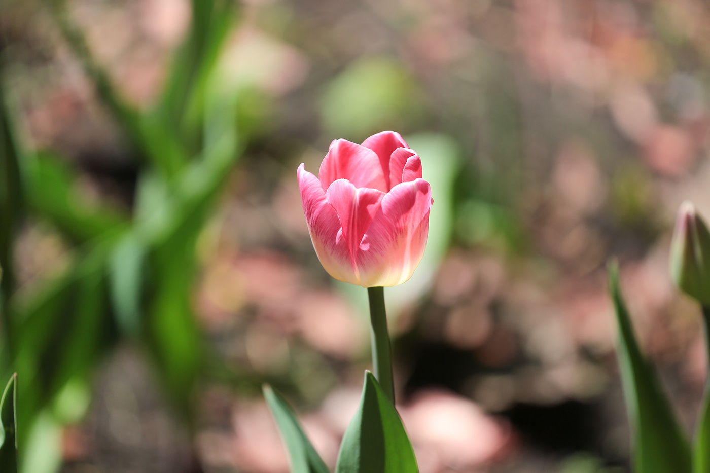Tulpe