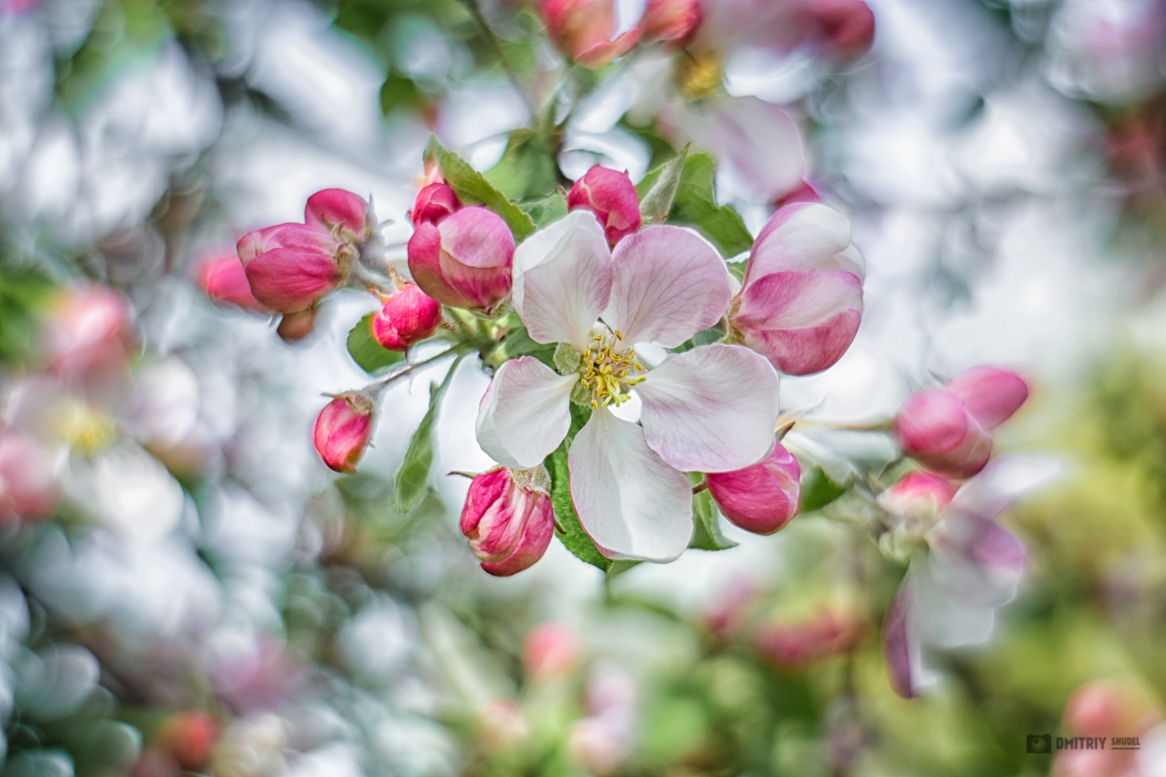 Apfelbaum in voller Blüte