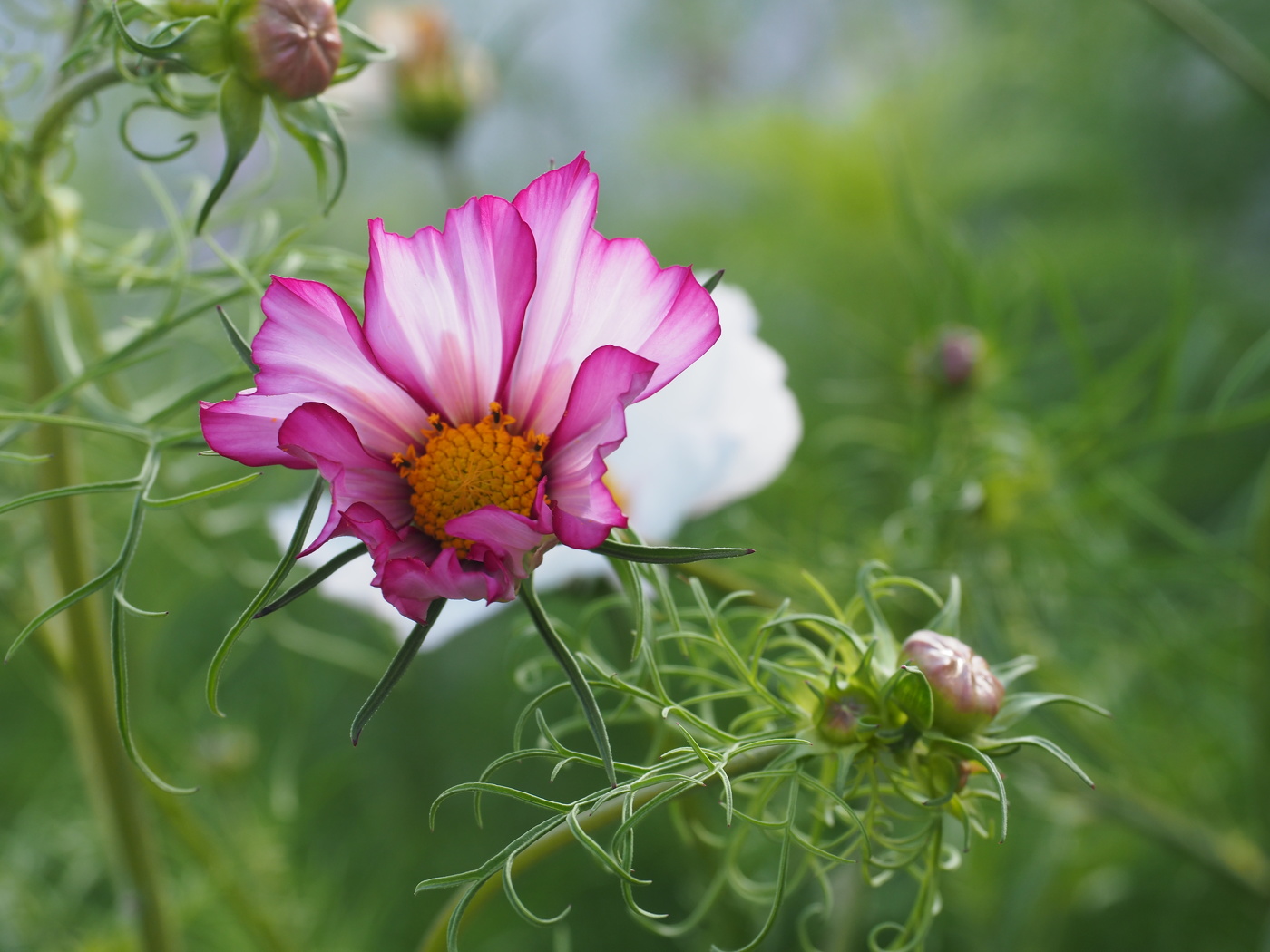 Zärtlichkeit der Natur