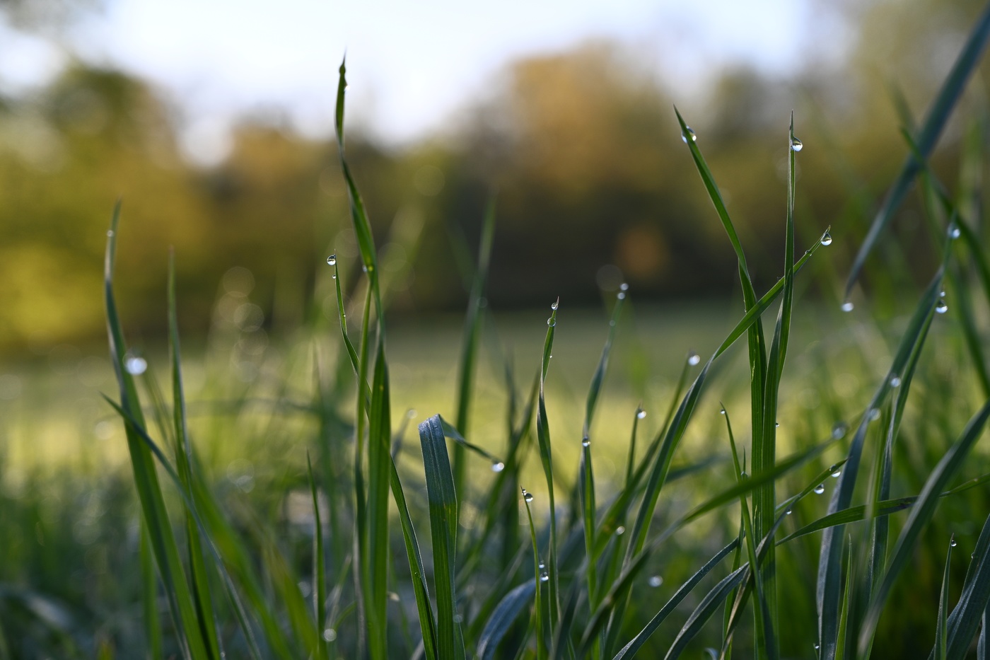 Travushka-Muravushka