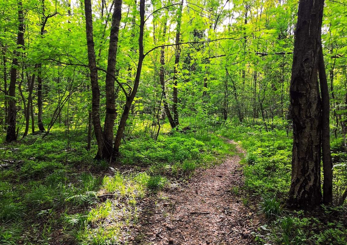 Im Frühjahr den Wald ...