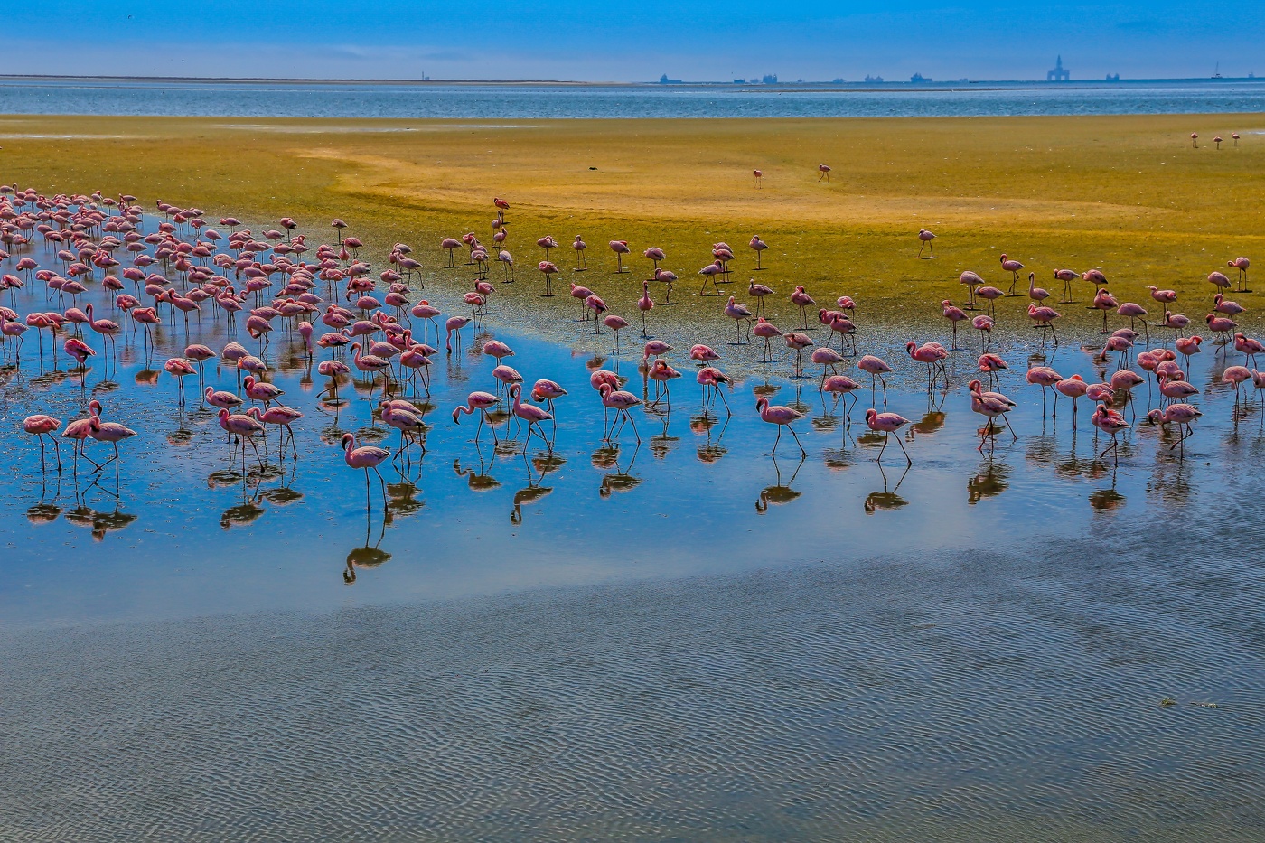 Flamingos