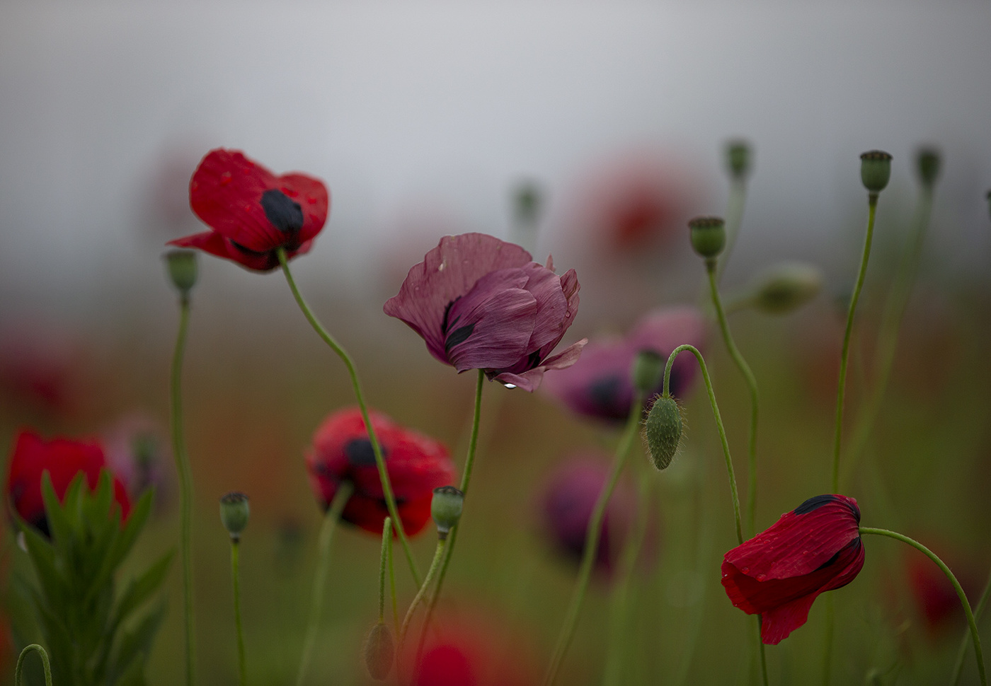 Mohn