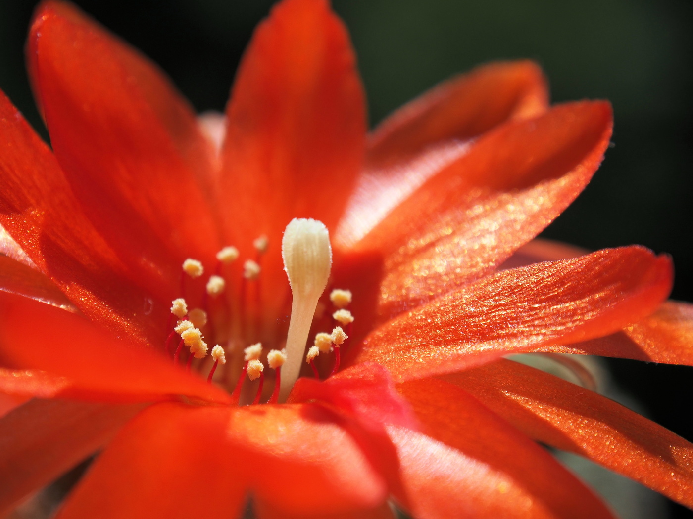 Echinopsis chamaecereus