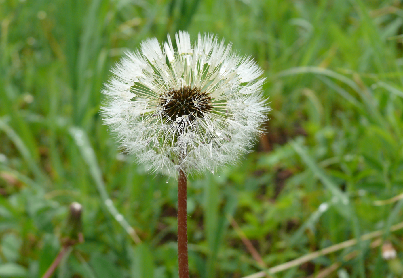 Taraxacum